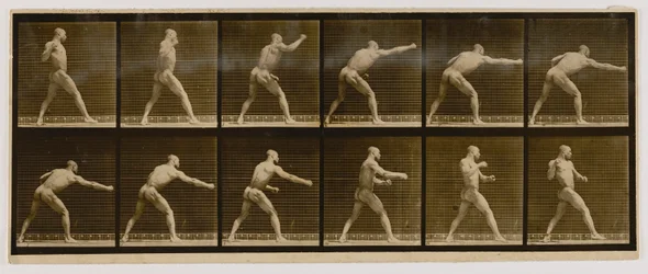 Pugilist Striking a Blow, from the book Animal Locomotion
