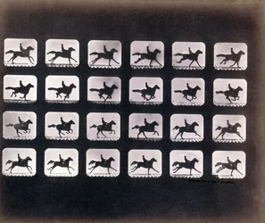 Running (Galloping) by Eadweard J. Muybridge