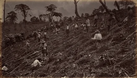 Setting Out a Coffee Plantation at Antigua de Guatemala, 1875, published 1877