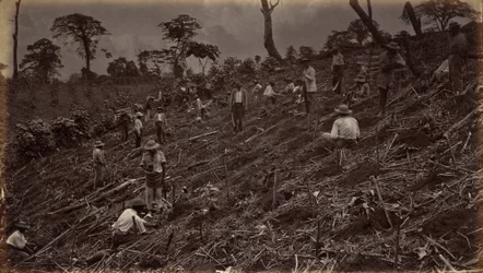 Setting out a Coffee Plantation at Antigua de Guatemala