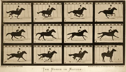The Horse in motion, 