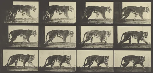 Tiger Walking, Plate 729 from Animal Locomotion