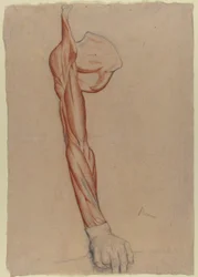 Écorché: Right Arm and Shoulder Blade with Right Hand Intact