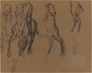 Study of Horses