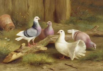 Doves