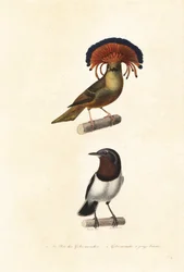 Amazonian Royal Flycatcher and Brown-Throated Wattle-Eye