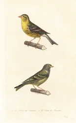 Atlantic Canary and European Serin