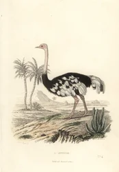 Common Ostrich, Struthio Camelus