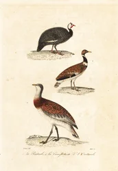 Guineafowl and Bustards