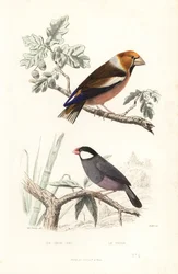 Hawfinch and Java sparrow