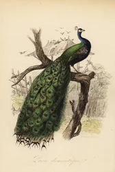 Indian Peafowl