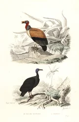 King vulture and turkey vulture