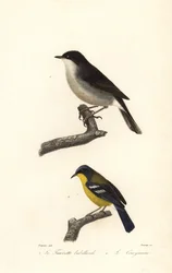 Lesser whitethroat and yellow-throated warbler