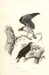 Osprey and white-tailed eagle