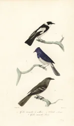 Pied Flycatcher, Blue and White Flycatcher and New Zealand Fantail