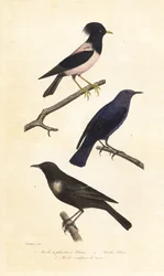 Ring ouzel, blue rock thrush and rosy starling