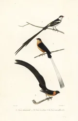 Whydah birds