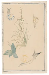 Sketches of Snails, Flowering Plant, 1864-68