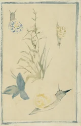 Sketches of Snails, Flowering Plant
