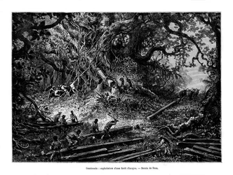 Mahogany Tree Logging, Guatemala, 19th Century