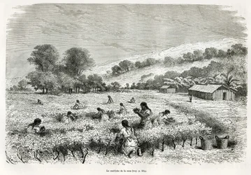 Picking the coca leaves in the Ituata Valley, drawing by E.Riou, to illustrate the journey in the Titicaca region and the valleys of the east of Lower Peru, in 1873 by Paul Marcoy. Engraving in Le tour du monde