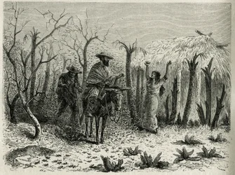 The Clouds of Grasshoppers of the Upper Patia Valley (engraving by Riou, to illustrate the story 