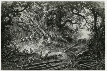 The exploitation of mahogany in the forests of the Andes. Engraving by Riou, to illustrate the story 