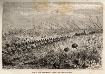 The hauling of a steamer through the vegetation rafts that invade the hollow canal to leave a marsh, etched after a drawing by E. Riou, illustrating an armed expedition in Central Africa, for the suppression of the slave trade