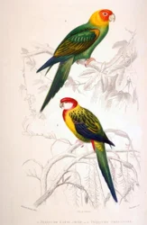 1. Yellow-headed Parakeet. 2. Multicolored Parakeet