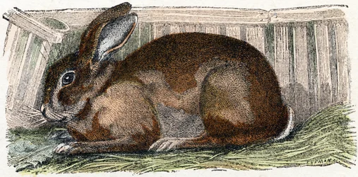 Domestic Rabbit - Alphabet Illustrates Animals