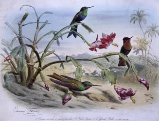 Hummingbirds: fork-tailed hummingbird, topaz ruby and large ruby - drawn by E. Traviès
