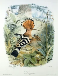 Hoopoe (Upupa Epops)