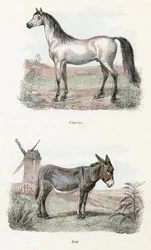 Horse and Donkey - Alphabet Illustrates Animals