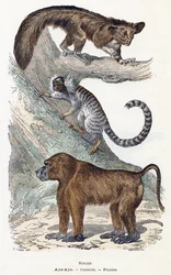Monkeys - Alphabet illustrates animals