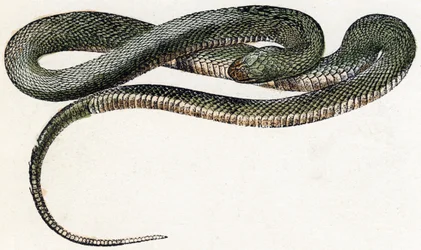 Naja (snake) - Alphabet illustrates animals 19th century