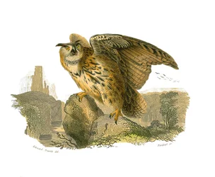 Natural History Board: Zoological Board Depicting Birds of Prey Daytime. The Grand Duke