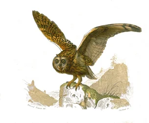 Natural History Board: Zoological board depicting birds of prey daytime. The owl. Plate drawn from the nine volumes on birds in 