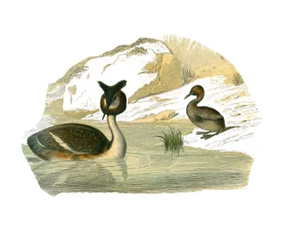 Natural History Board: Zoological Board Representing Brachyptere Palm Trees