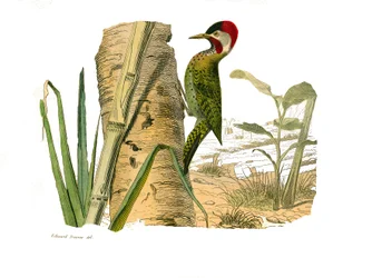 Natural History Board: Zoological Board Representing Climbers. Cayenne