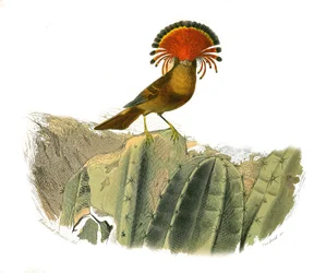 Natural History Plate: Zoological board representing dentirostrous passerines (with echancre). King of flies. Plate drawn from the nine volumes on birds in 