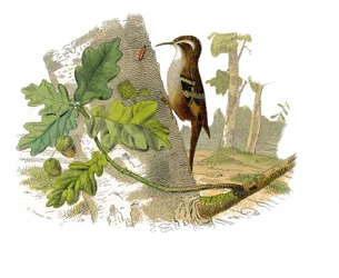 Natural History Plate: Zoological Board Representing Dentirostrous Passerines