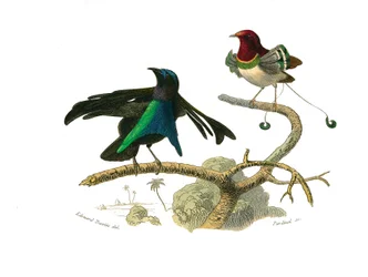 Natural history board: zoological board depicting conirostrous passerines (conical beak). The black manucode and the manucode. Plate from the nine volumes on birds in “Œuvres complètes de Buffon” written by the naturalist Georges Louis Leclerc, Comte de