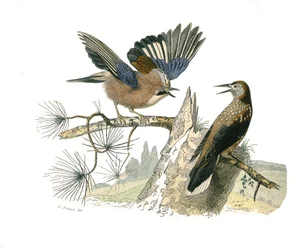 Natural History Board: Zoological Board Representing Conirostrous Passerines (Conical Beak). Jay and Nut Cracker. Plate Drawn from the Nine Volumes on Birds in Works Complete of Buffon Written by Naturalist Georges Louis Leclerc, Count of Buffon
