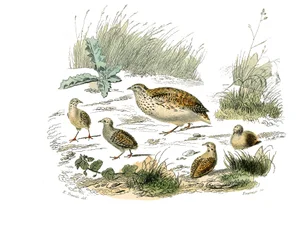 Natural history board: Zoological board representing gallinaces: quail. Plate drawn from the nine volumes on birds in 