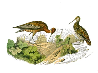 Natural History Board: Zoological Board Representing the Longirostrous Shading