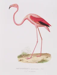 Phenicopterus americanus (Flamenco) engraved by Fournier, pub. by Bougeard