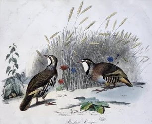 Red Partridge - Drawing by Travies