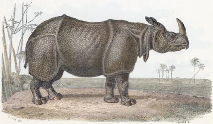 Rhinoceros - Alphabet Illustrates Animals