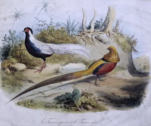 Silver pheasant and golden pheasant - dess. de Travies