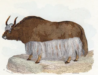 Yak - 